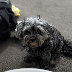 Meet your Posher, Douglas